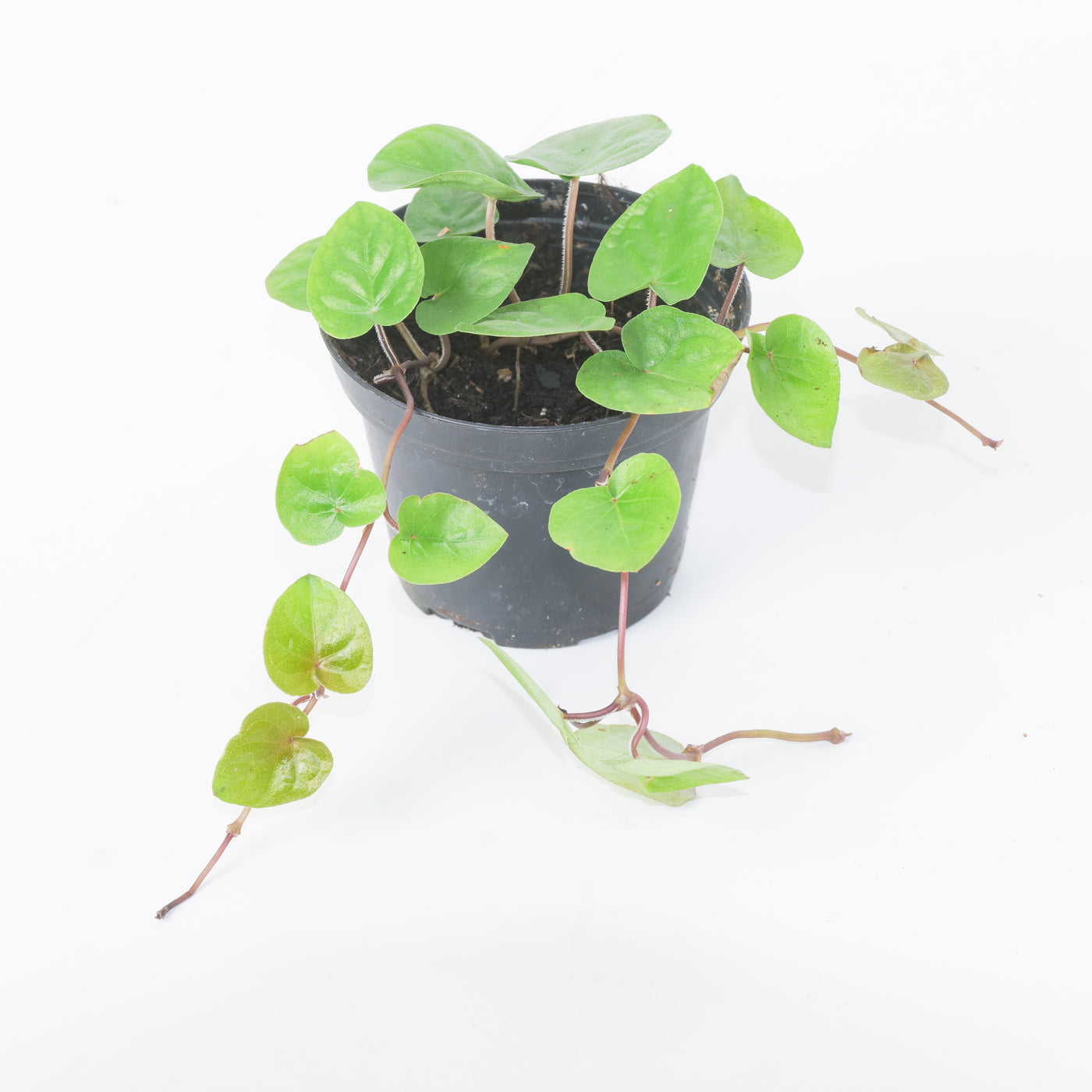 Geophilia repens - House of Kojo