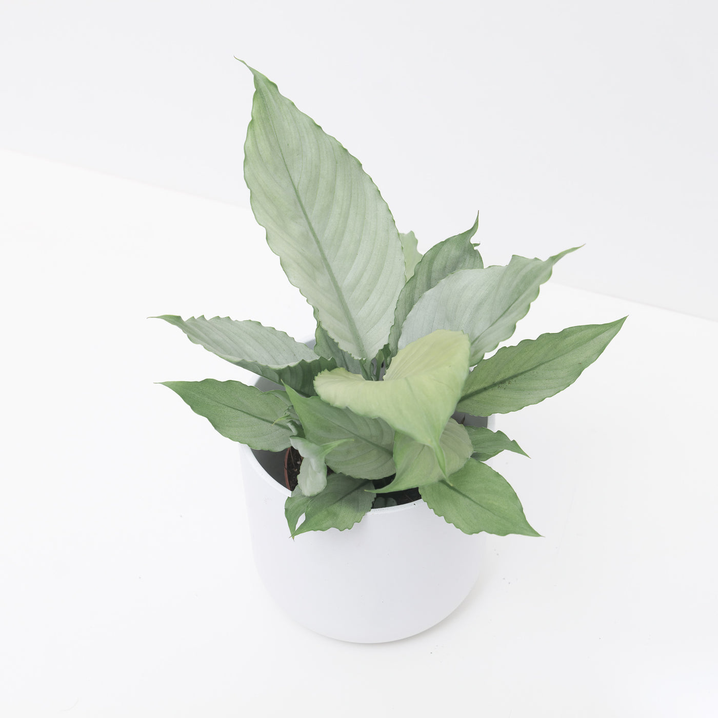 Spathiphyllum 'Ghost' - House of Kojo