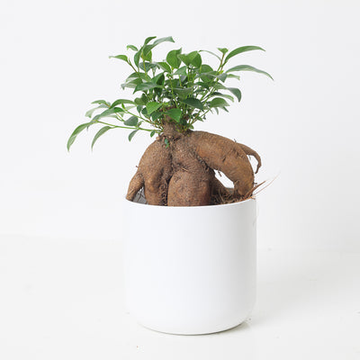 Ficus Ginseng Bonsai | Ficus Retusa - House of Kojo
