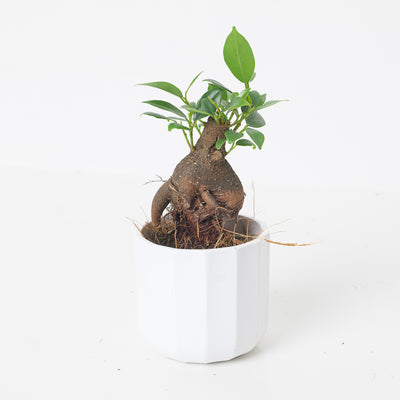 Ficus Ginseng Bonsai | Ficus Retusa - House of Kojo