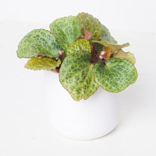 Begonia gironellae - House of Kojo