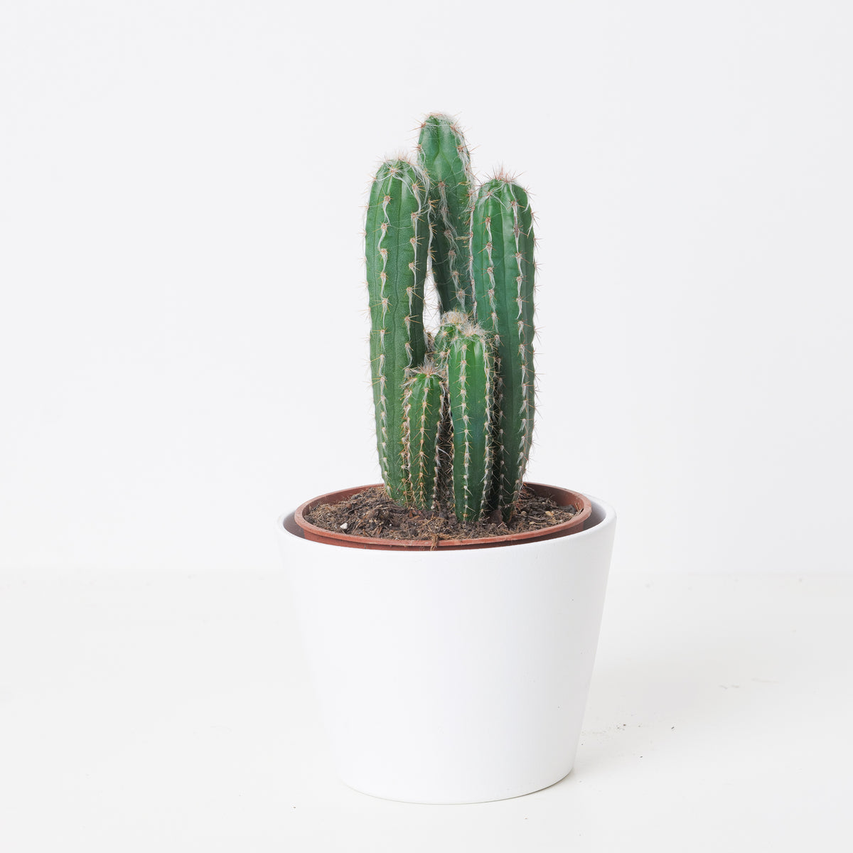 Pilosocereus glaucochrous - House of Kojo