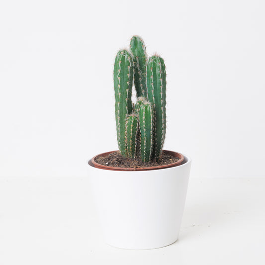 Pilosocereus glaucochrous - House of Kojo