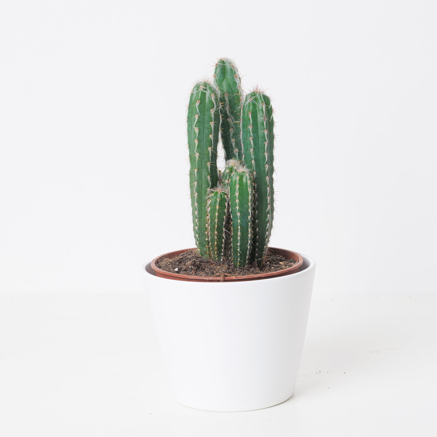 Pilosocereus glaucochrous - House of Kojo