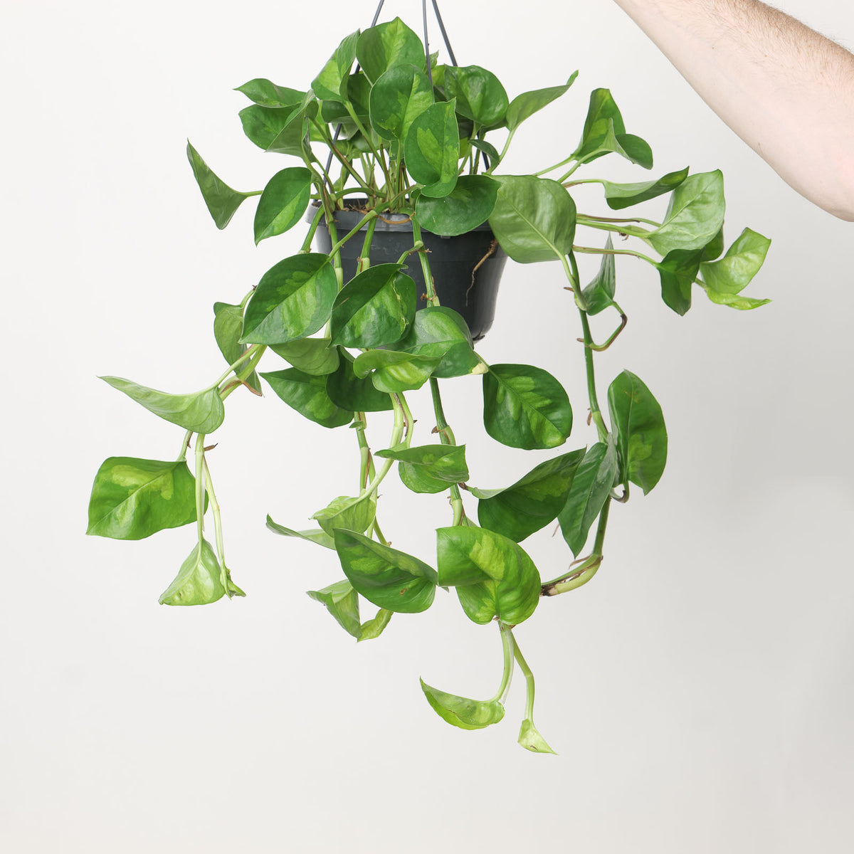 Epipremnum Global Green Pothos - House of Kojo