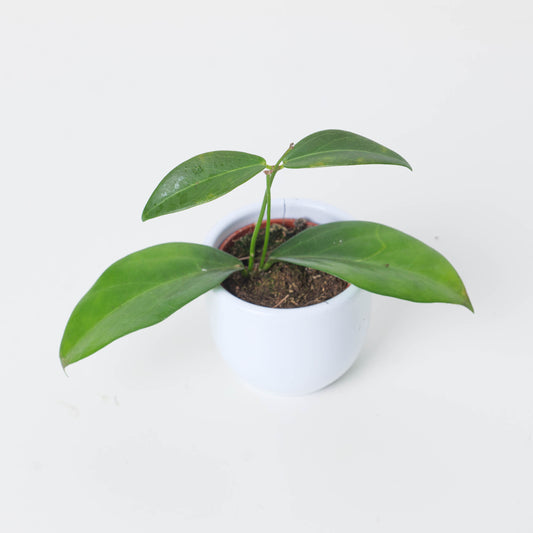 Hoya globulifera - House of Kojo