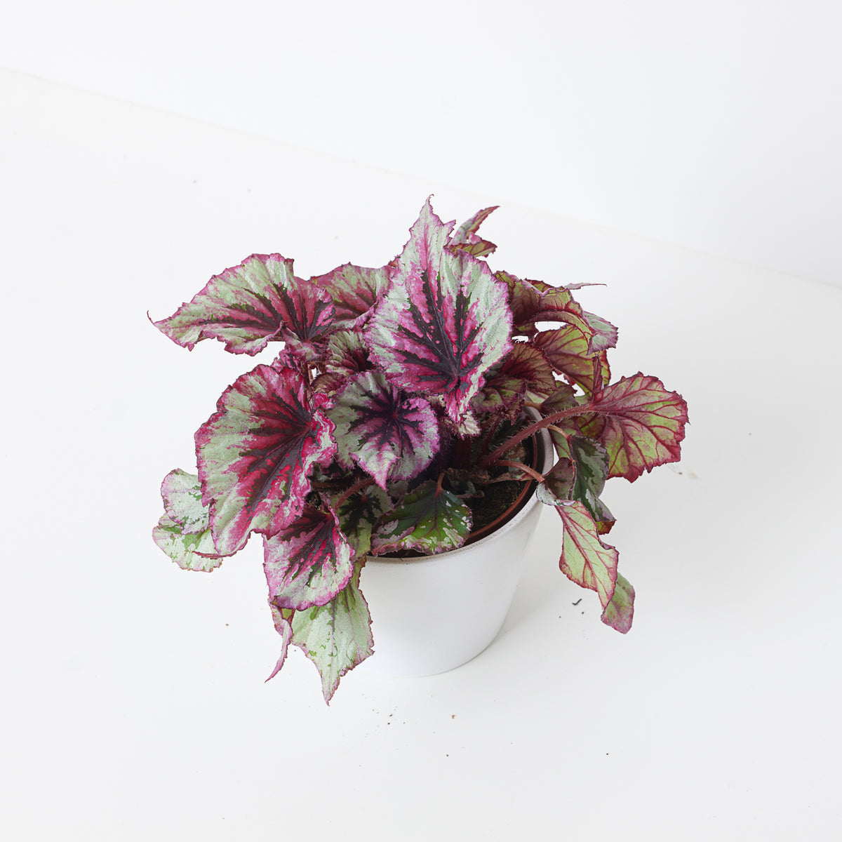 Begonia Evening Glow - House of Kojo