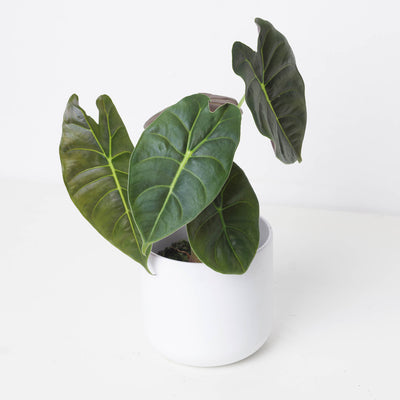 Alocasia 'Golden Bone' - House of Kojo