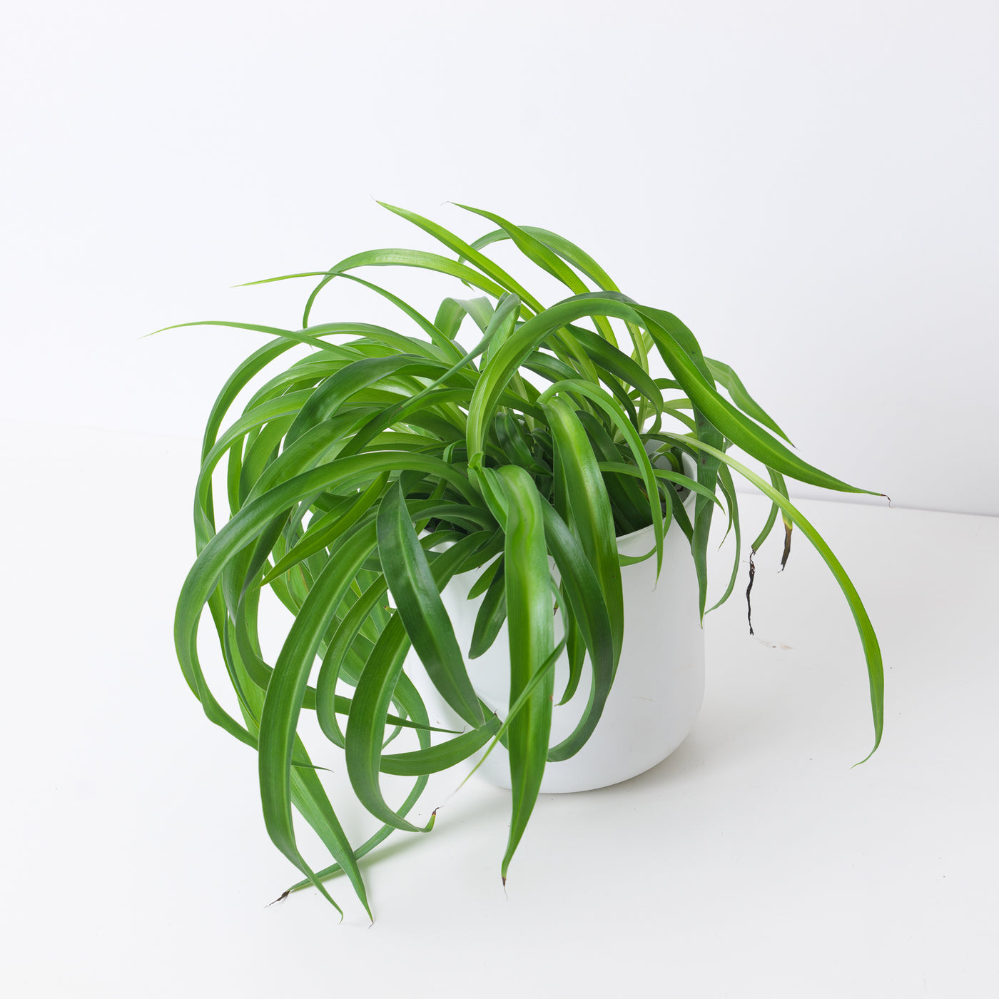 Spider Plant | Chlorophytum 'Green Bonnie' - House of Kojo