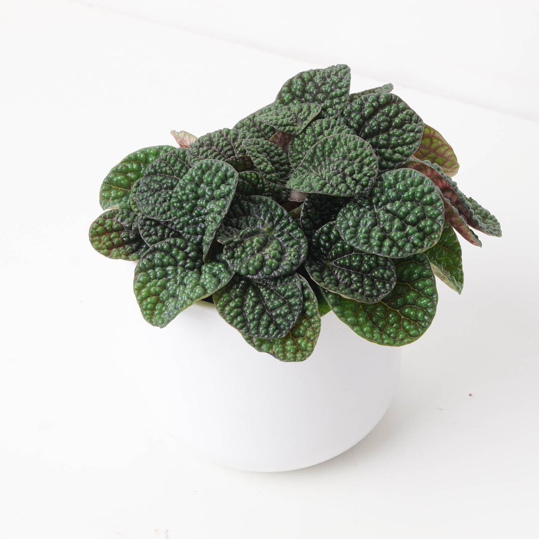 Peperomia 'Green Bubble'