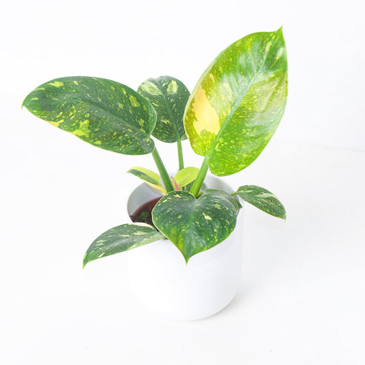 Philodendron Green Congo Variegated - House of Kojo