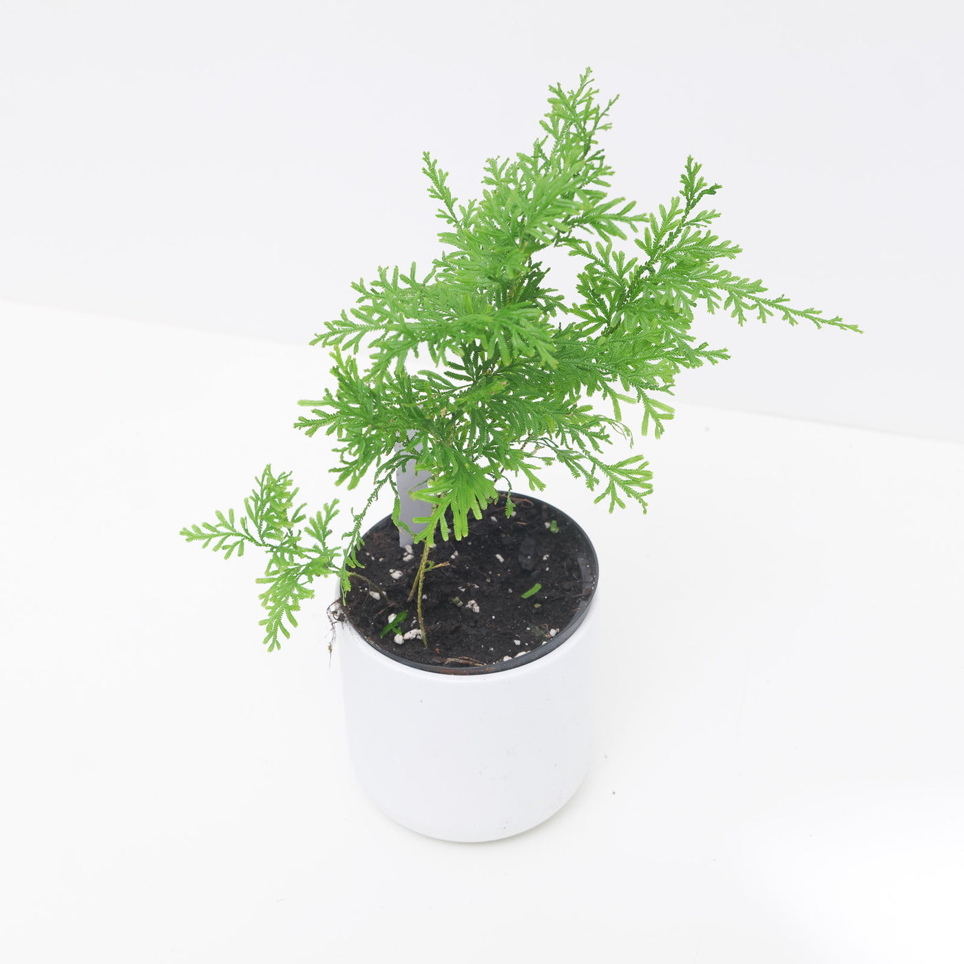 Selaginella griffithi - House of Kojo