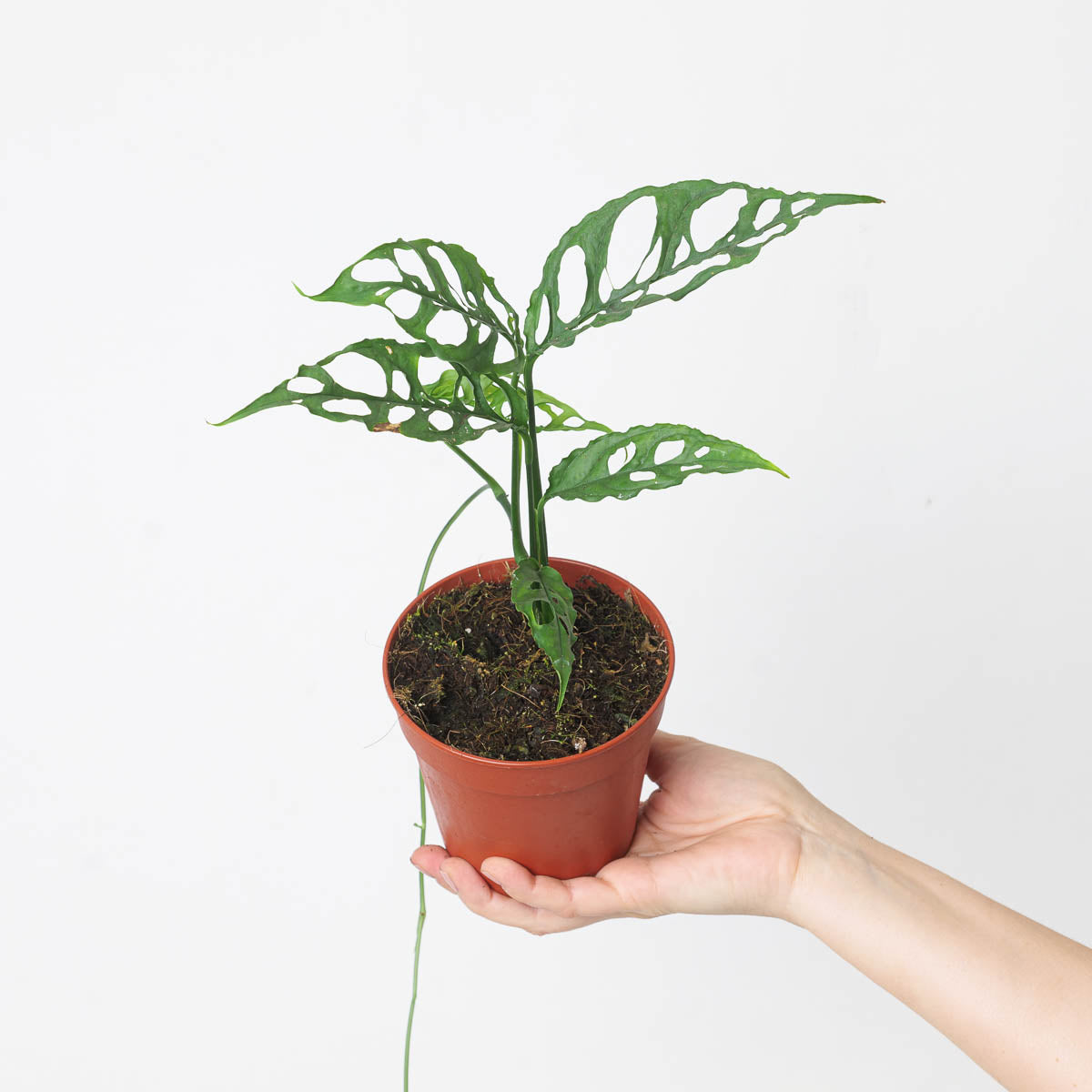Monstera obliqua 'Peru Form' - House of Kojo
