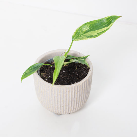 Philodendron Florida Beauty - House of Kojo