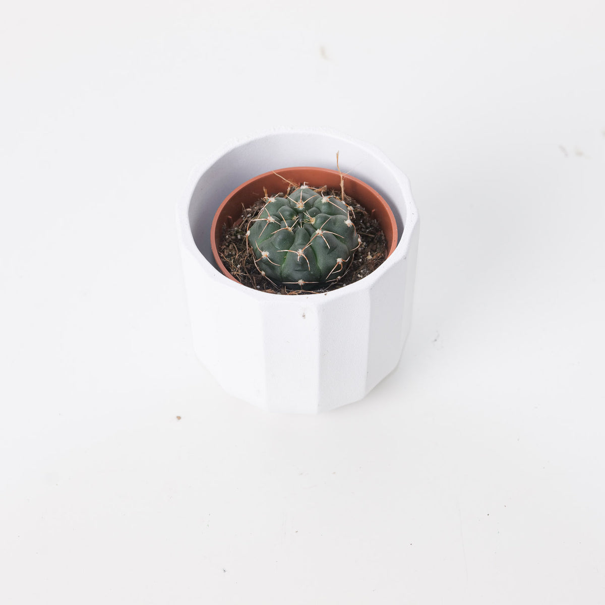 Gymnocalycium Stellatum - House of Kojo