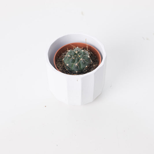 Gymnocalycium Stellatum - House of Kojo