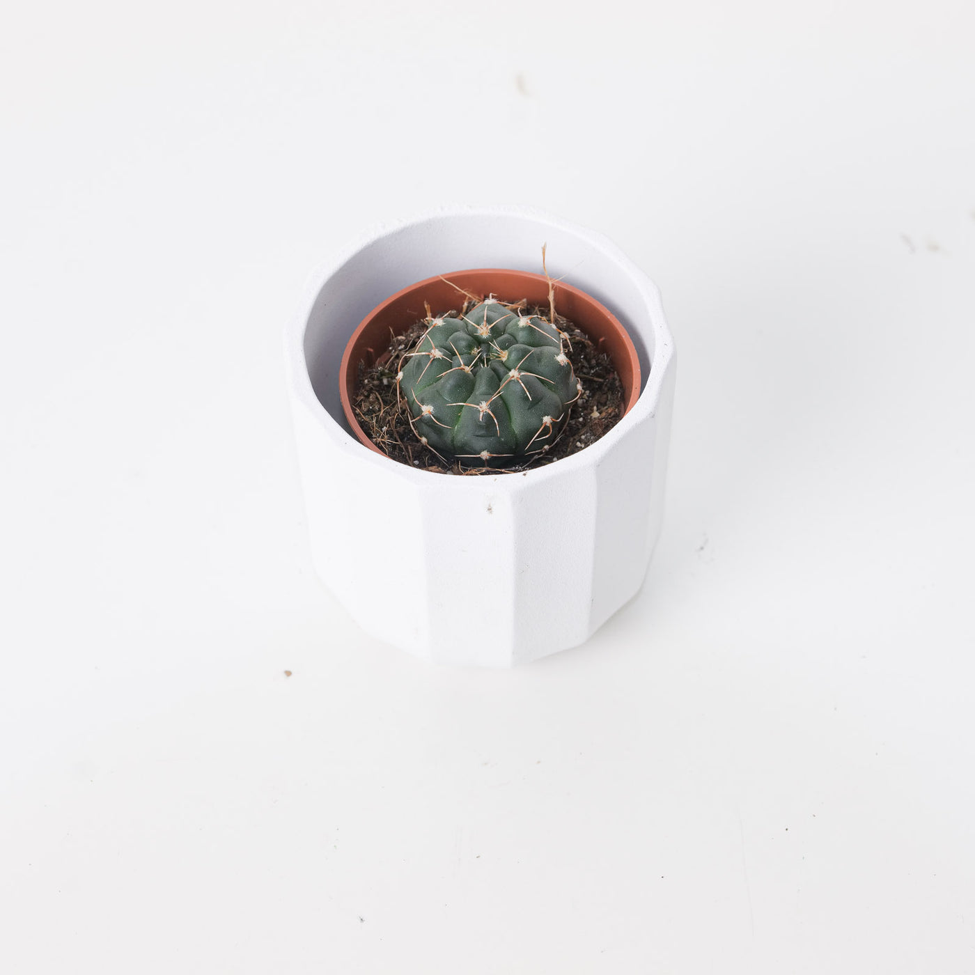 Gymnocalycium Stellatum - House of Kojo