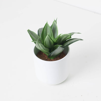 Sansevieria hahnii 'Diamond' - House of Kojo