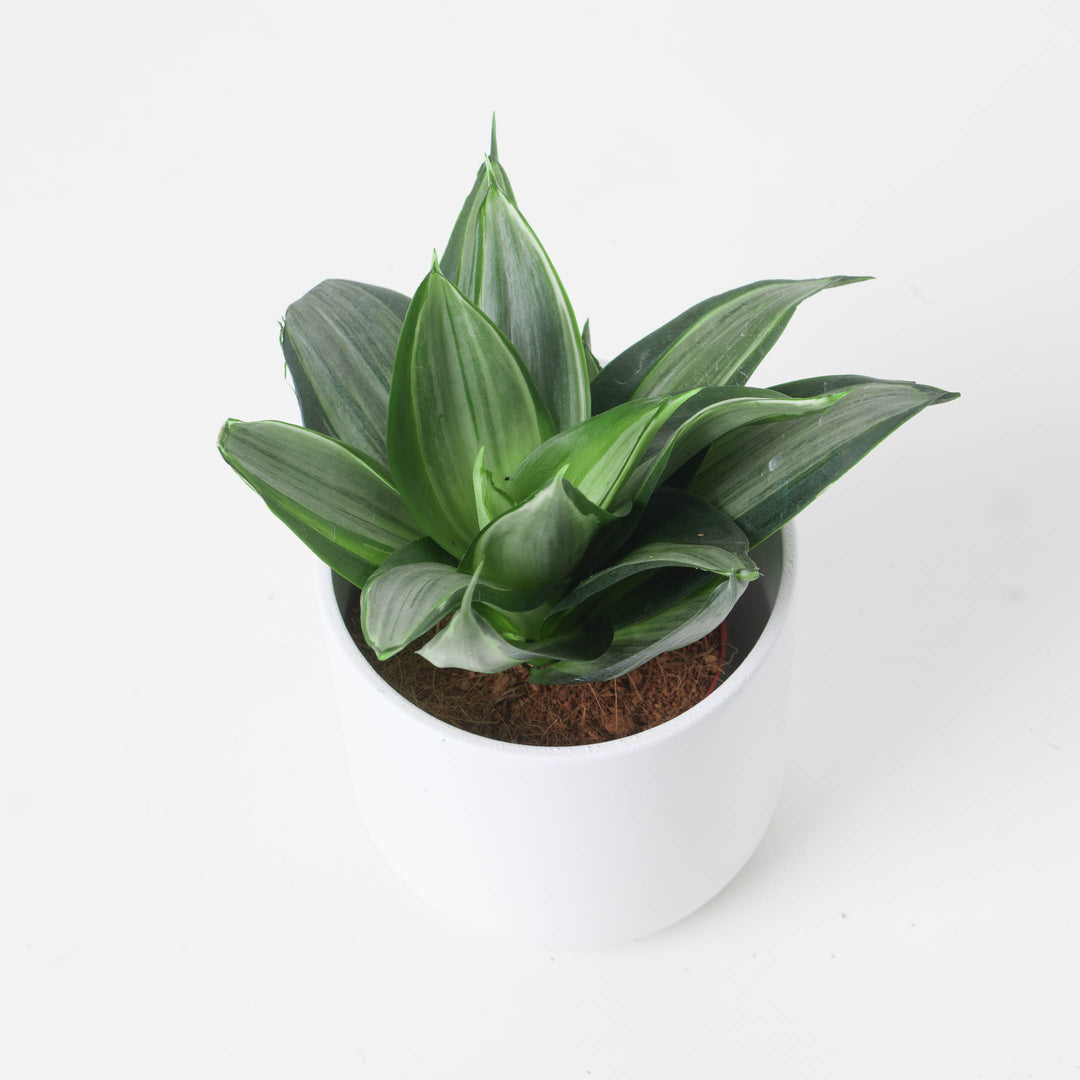 indoor sansevieria Sansevieria hahnii 'Diamond'