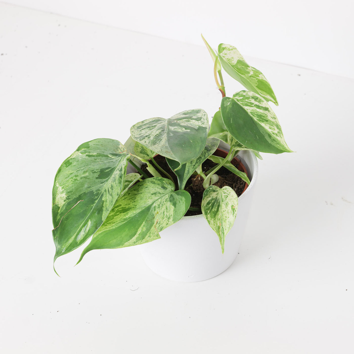 Philodendron scandens Variegated | Philodendron Hederaceum Variegated - House of Kojo
