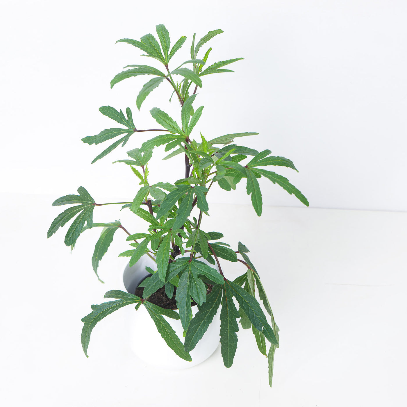 Hibiscus sabdariffa | Hibiscus Tea Plant - House of Kojo