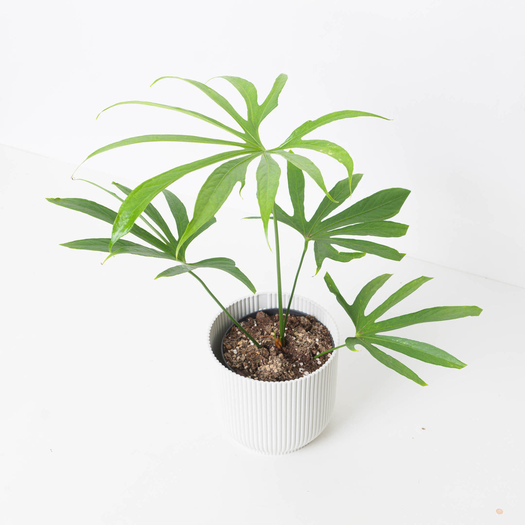 anthurium pedatoradiatum Anthurium pedatoradiatum