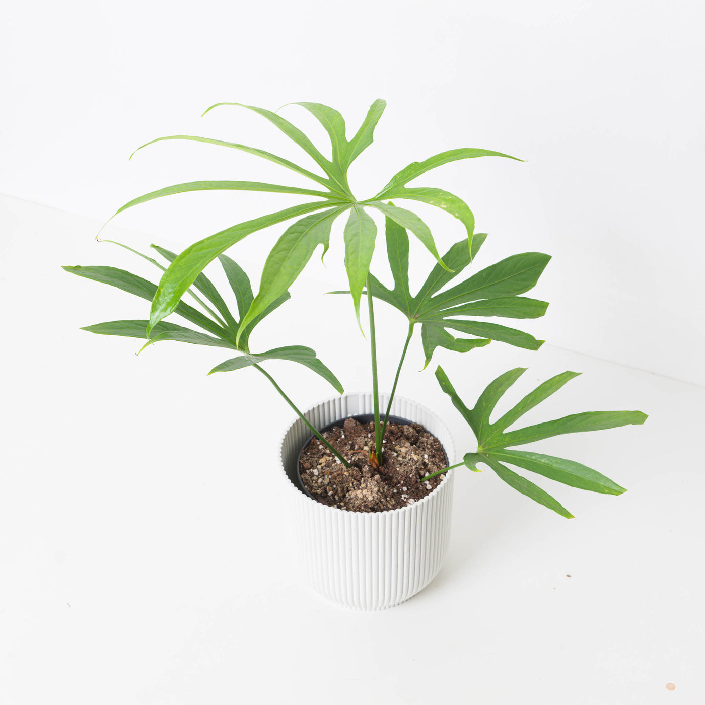 anthurium fingers Anthurium pedatoradiatum