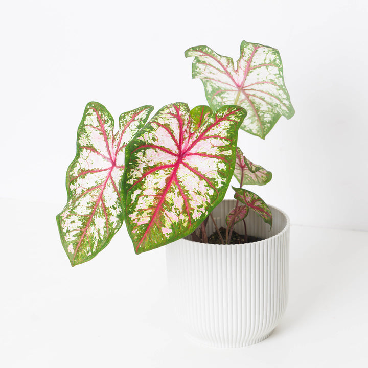 are caladium indoor plants Caladium 'Tapestry'