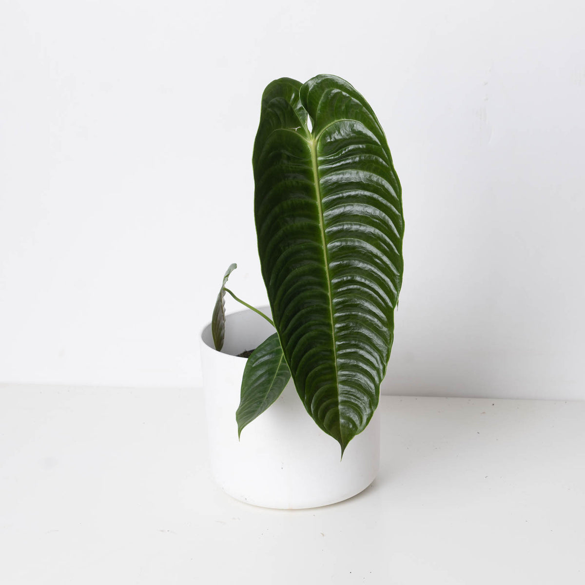 Imperfect Anthurium veitchii | King Anthurium - House of Kojo