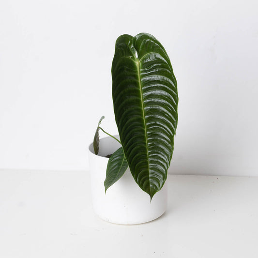 Imperfect Anthurium veitchii | King Anthurium - House of Kojo