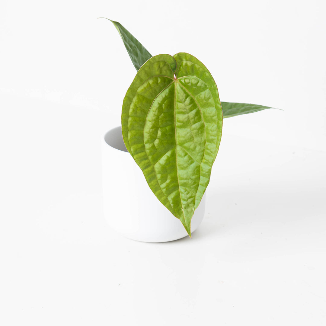 was ist aloe vera gel Aloe Vera Gel main image 0