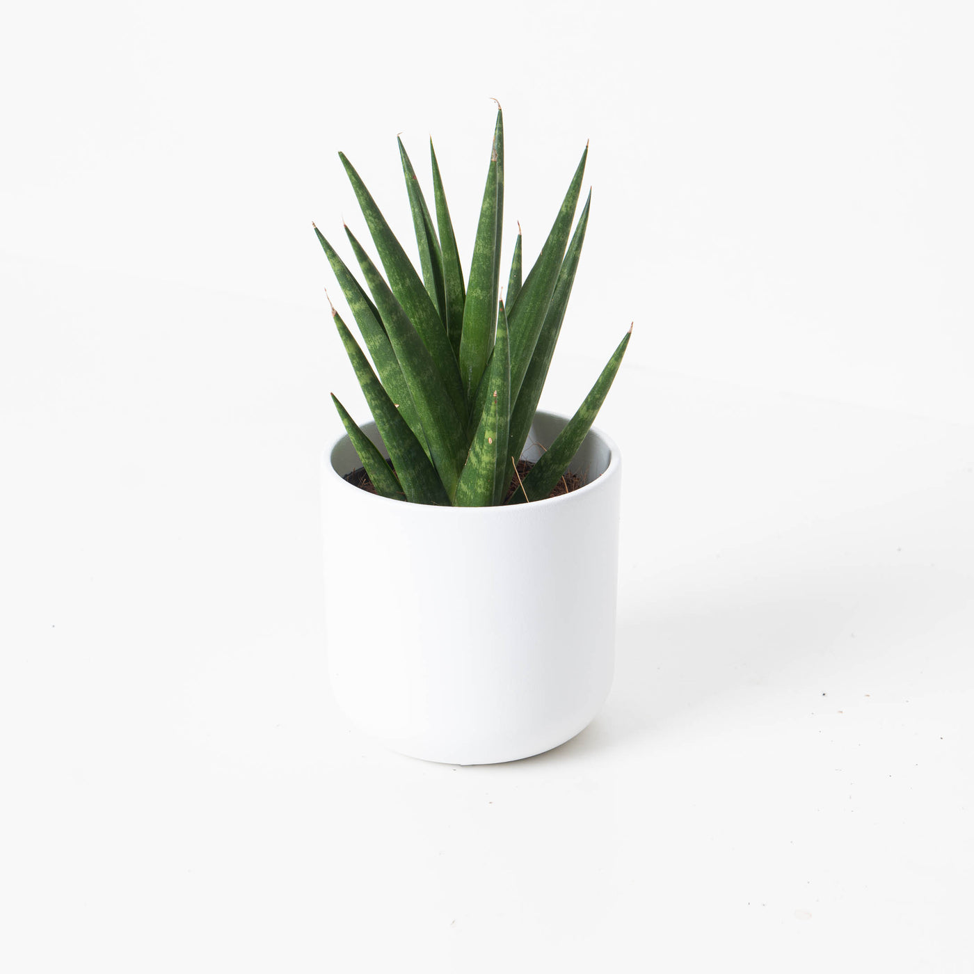 Sansevieria trifasciata 'Pineapple' - House of Kojo