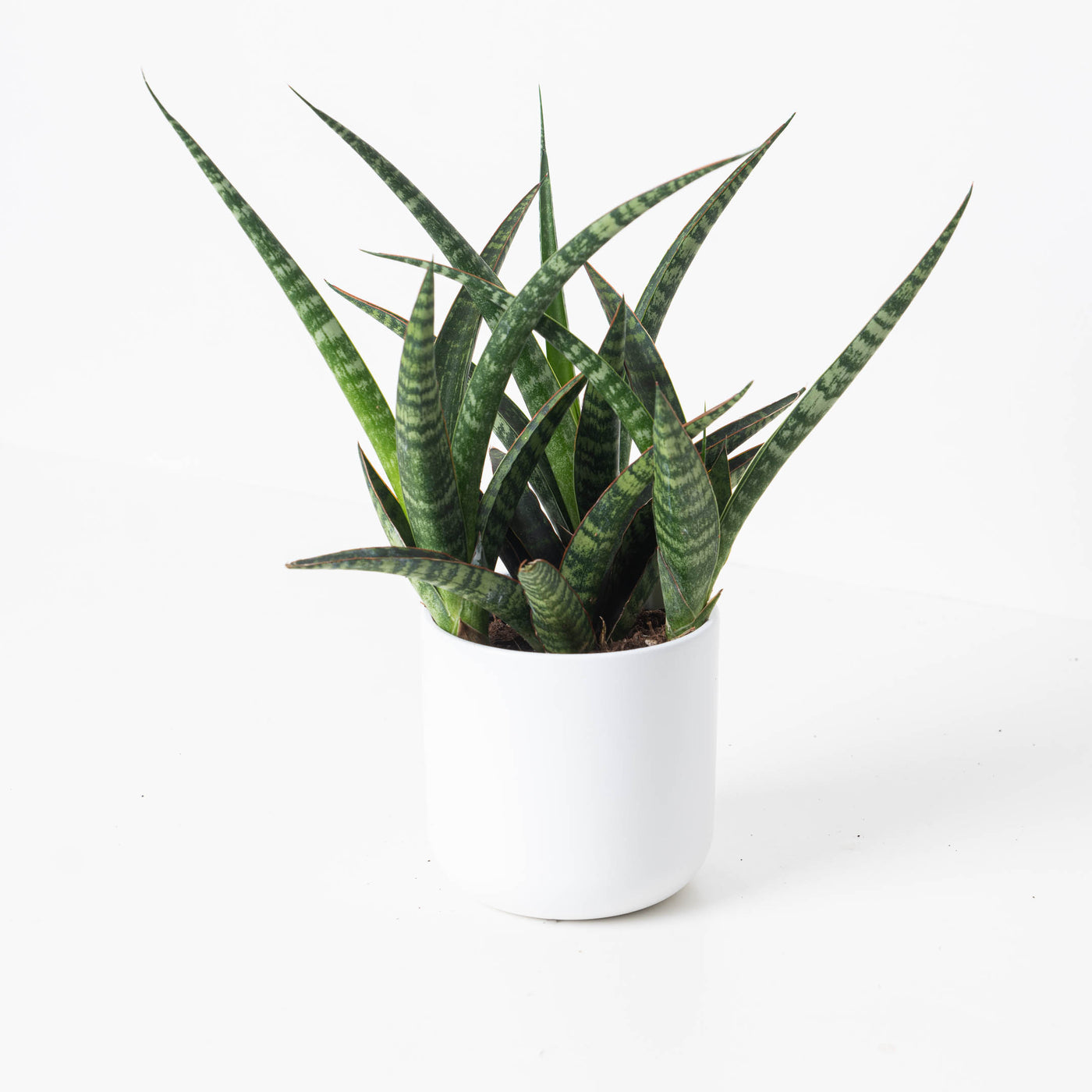 Sansevieria trifasciata 'Megan' - House of Kojo