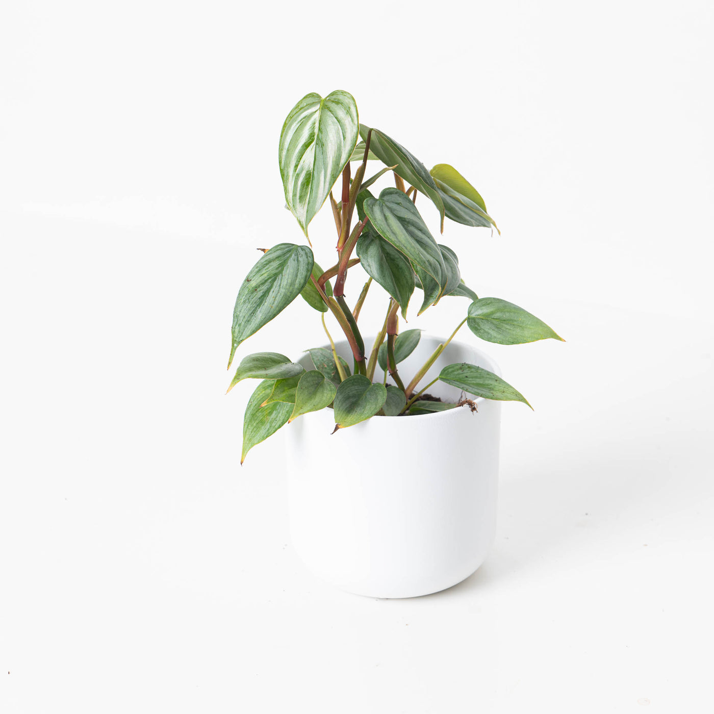 Philodendron Sodiroi - House of Kojo