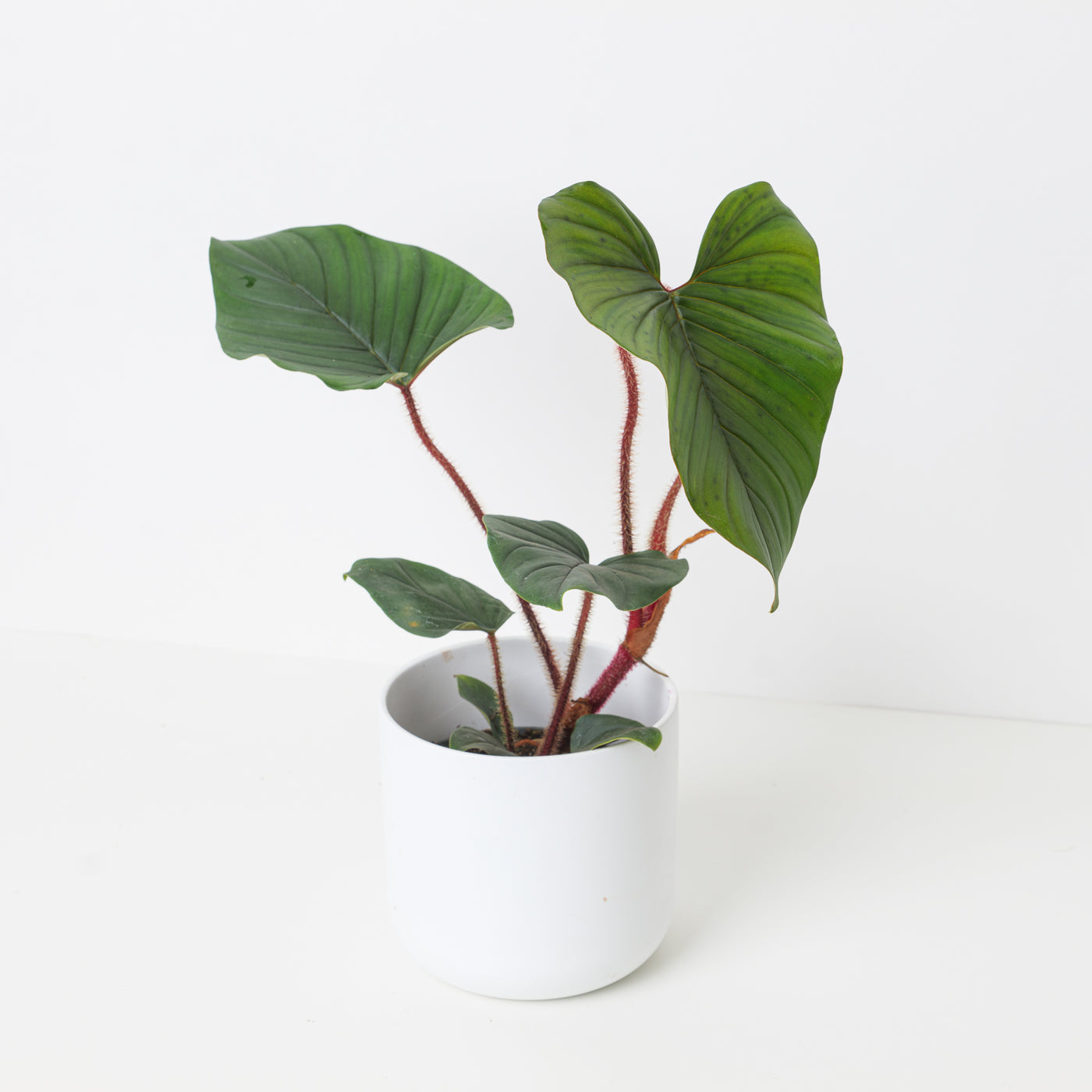 blushing philodendron indoor Philodendron squamicaule 'Blushing'