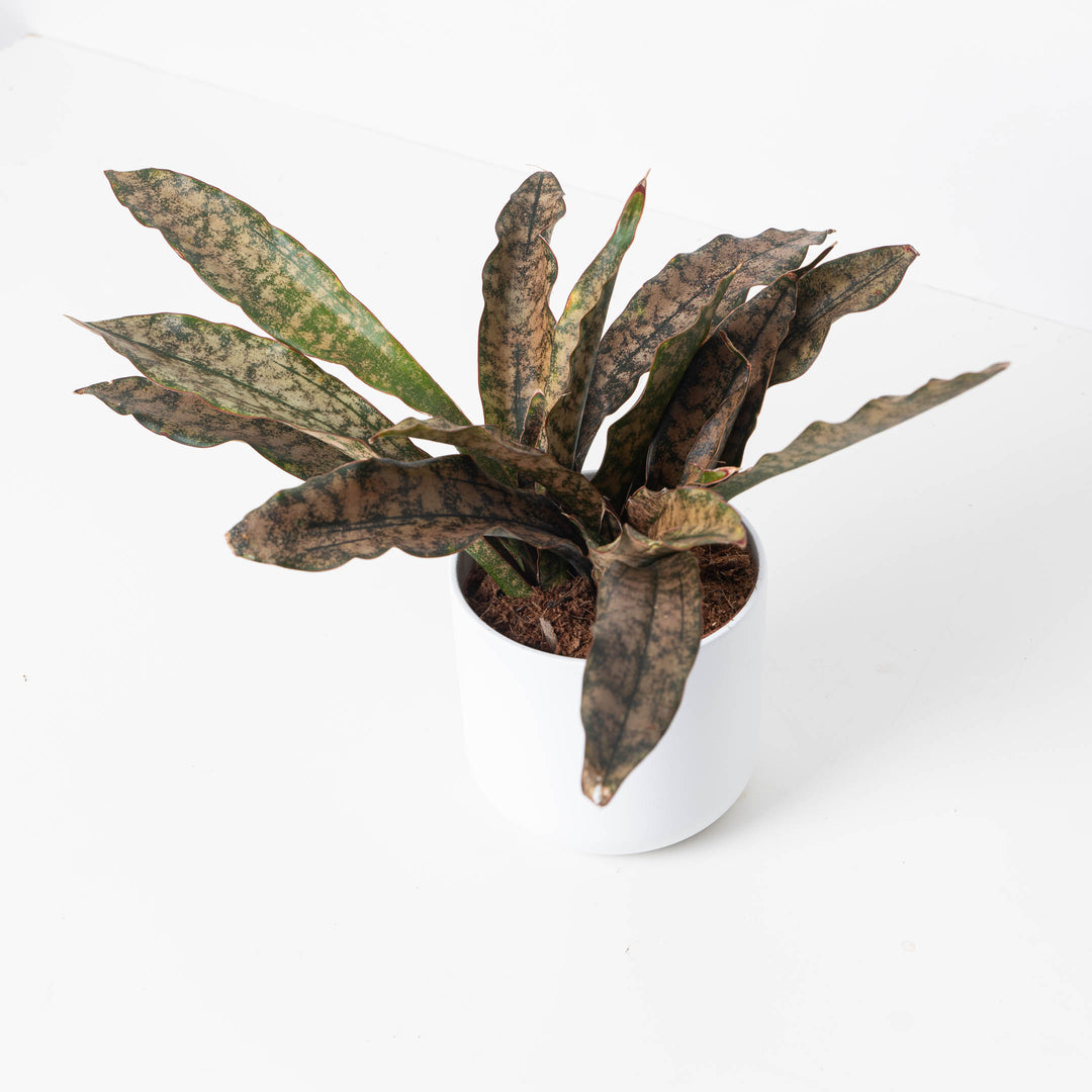 sansevieria kirkii coppertone Sansevieria Star Canyon Granite | Sansevieria Coppertone