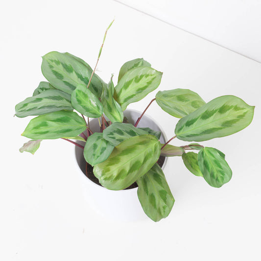 Maranta cristata 'Intense' - House of Kojo