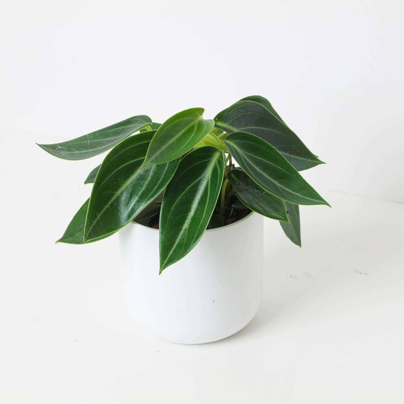Peperomia maculosa 'Vanilla' - House of Kojo
