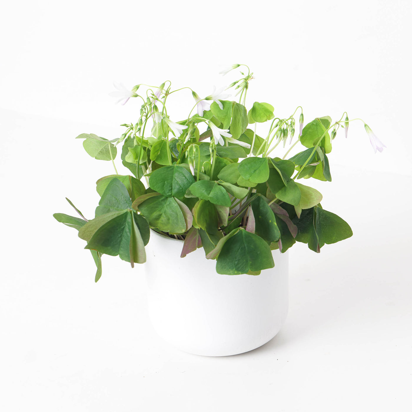 Oxalis 'Regnellii Green'  | Shamrock Plant - House of Kojo