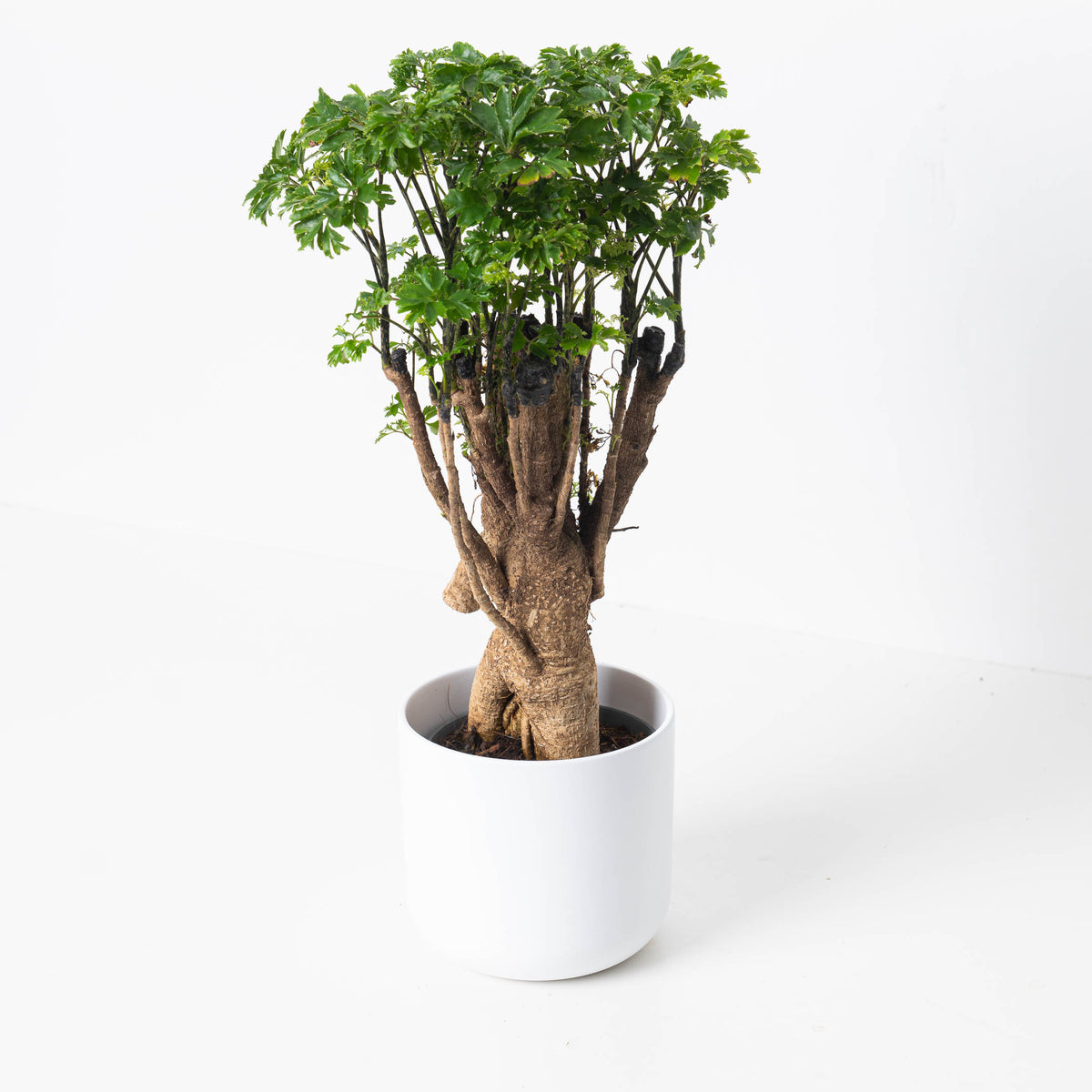 Polyscias parsley - House of Kojo