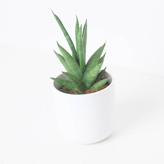 Sansevieria trifasciata 'Pineapple' - House of Kojo