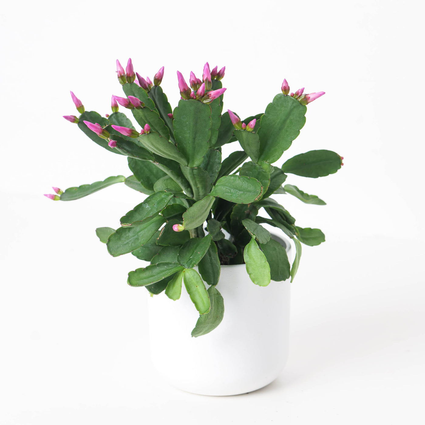 thumbnail image 2 of Spring Cactus Easter Cactus Rhipsalidopsis Gaertneri Live Plant 6'' Po 2 of 9