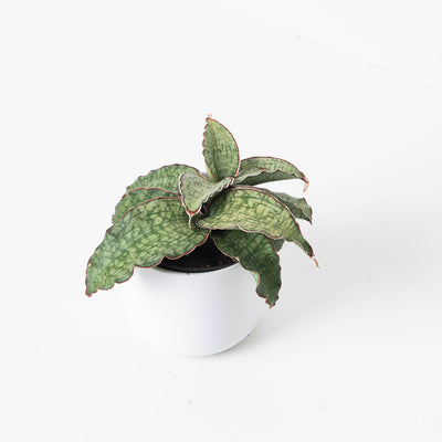 Sansevieria Star Green Granite - House of Kojo
