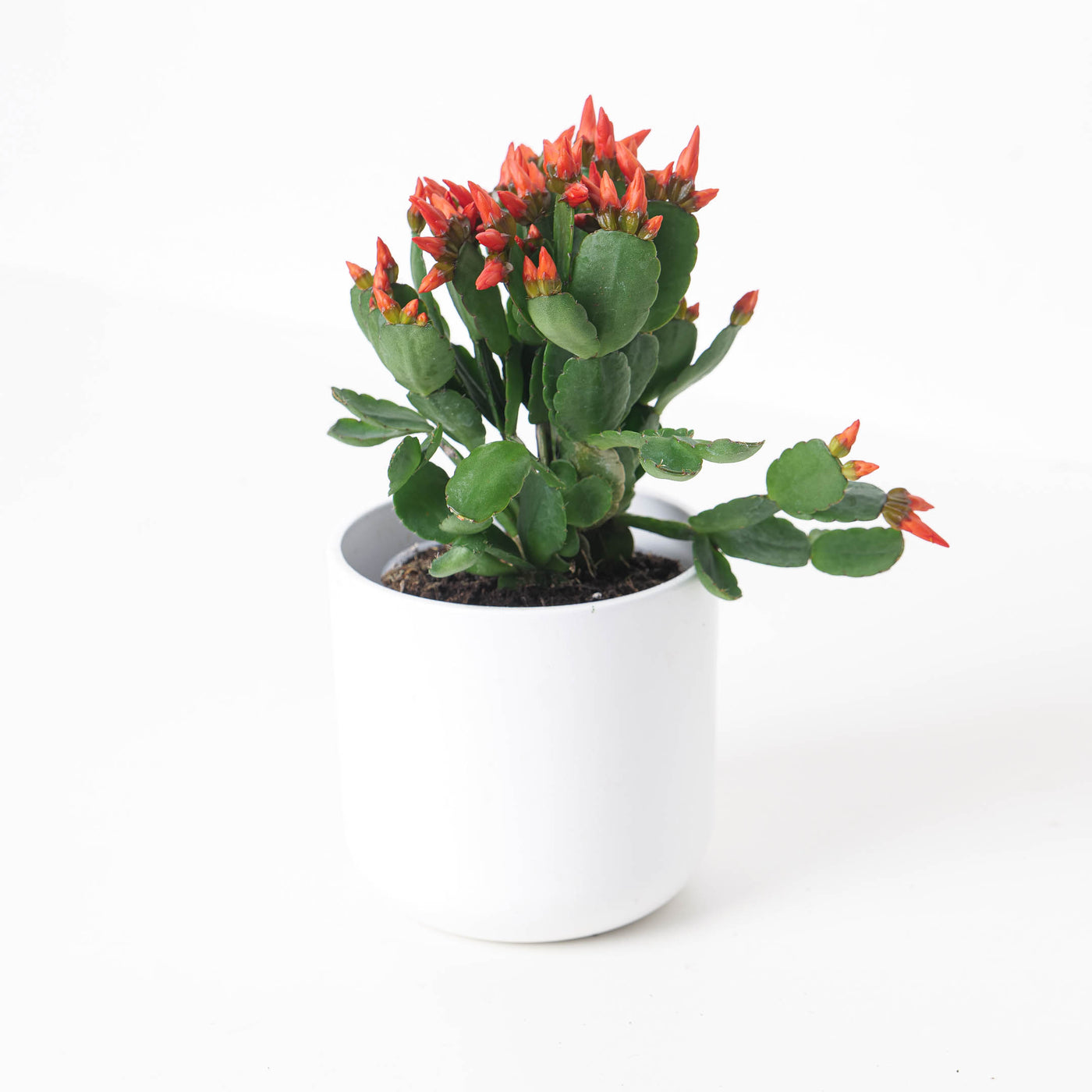 Easter Cactus |  Rhipsalidopsis gaertneri - House of Kojo