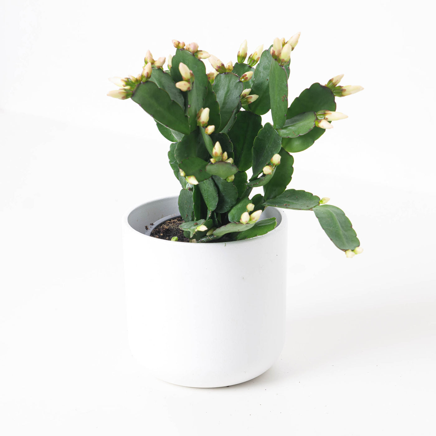 Easter Cactus |  Rhipsalidopsis gaertneri - House of Kojo