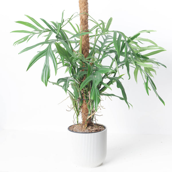 philodendron elegans for sale Philodendron elegans
