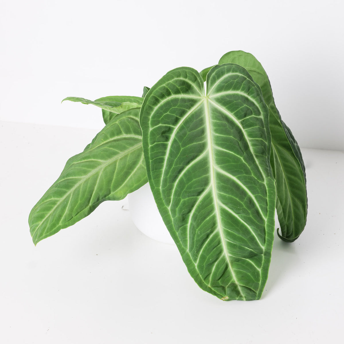 Anthurium villenaorum - House of Kojo