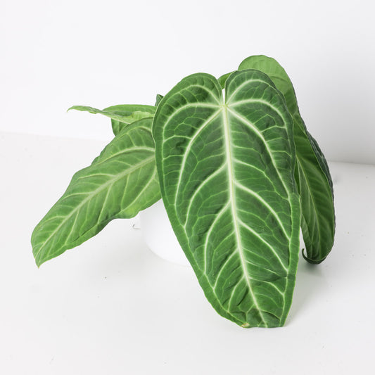 Anthurium villenaorum - House of Kojo