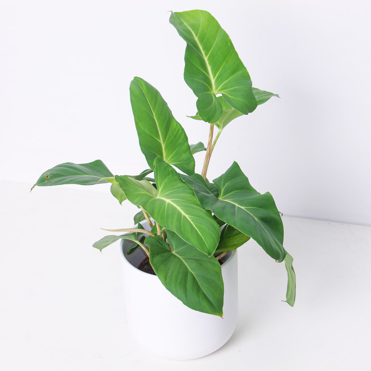 Adelonema crinipes - House of Kojo