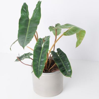 Philodendron Billietiae - House of Kojo